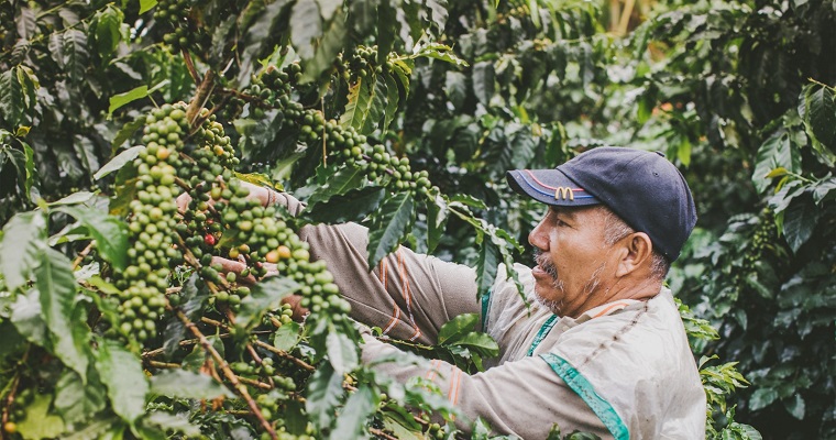 Con instrumentos de financiamiento se han otorgado más de $3 billones en recursos de Crédito de Fomento Agropecuario e Incentivos a los cafeteros