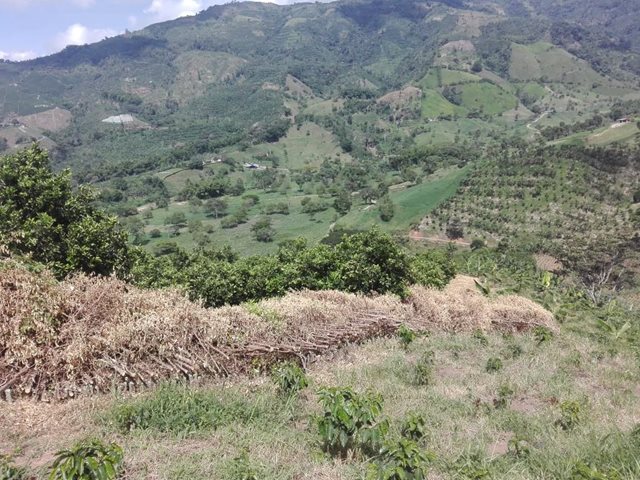 Cultivadores en el departamento de Caldas retiran cercas vivas de swinglea