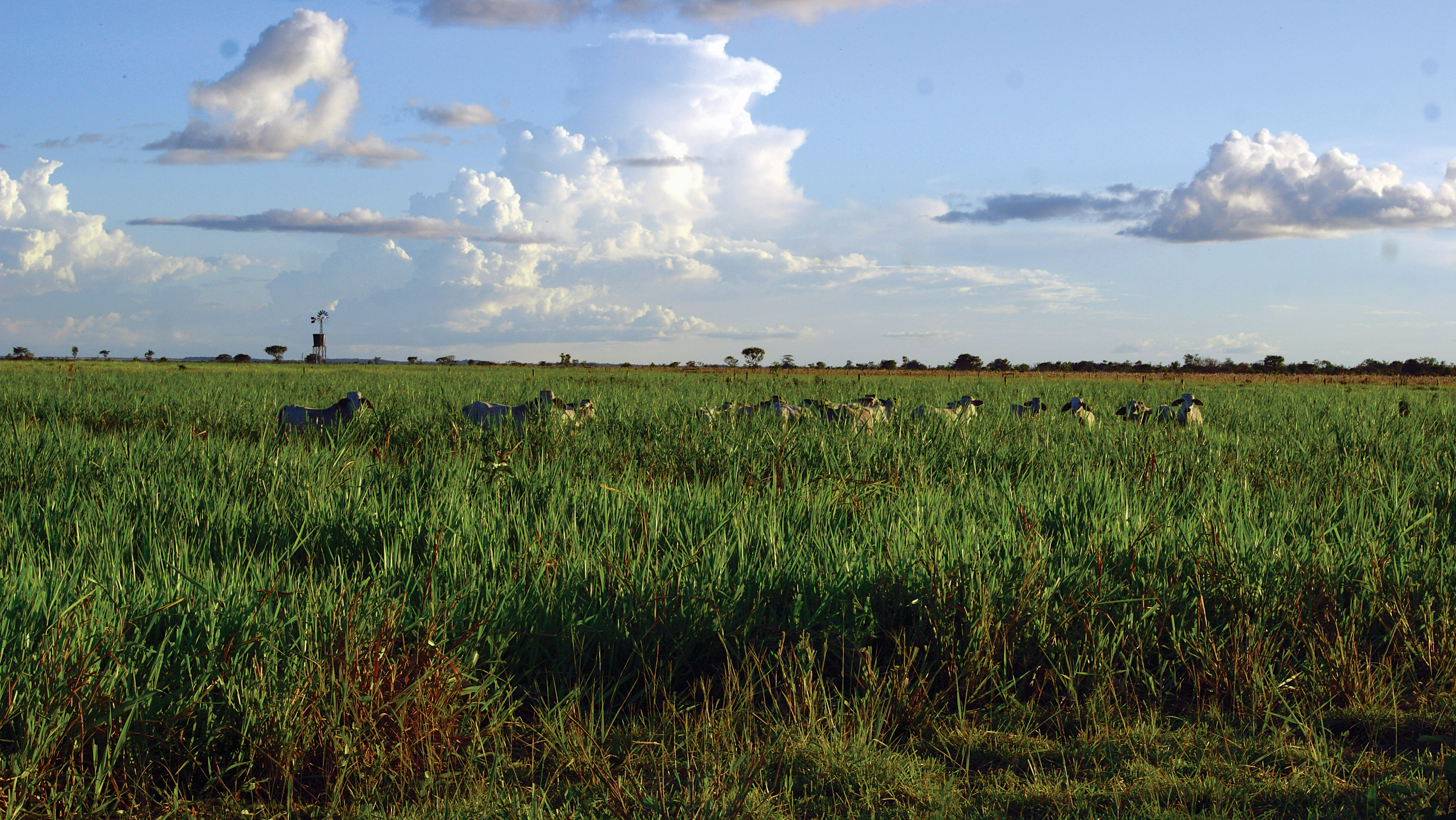 Corpoica, CIAT y Ministerio de Agricultura presentan la nueva hoja de ruta para la Orinoquia - 22 de septiembre de 2016