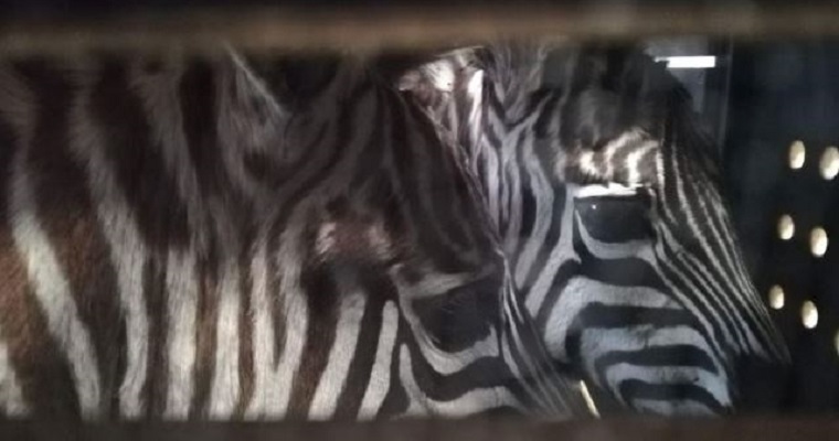 Cuatro jóvenes cebras, nuevos habitantes del zoológico de Santiago de Cali