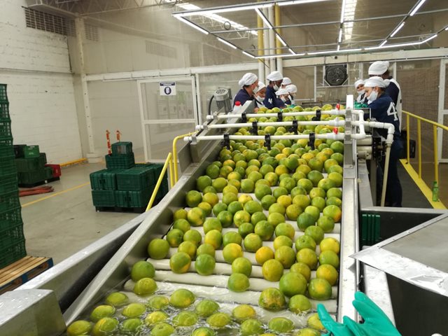 A buen ritmo avanza la exportación de cítricos dulces colombianos a Estados Unidos