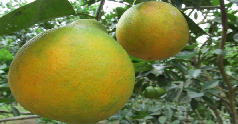 Autoridades, productores y gremios unidos por la citricultura del oriente colombiano