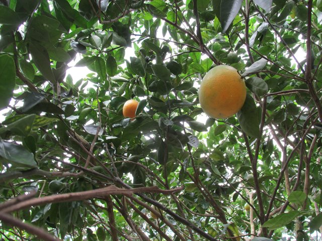 Productores de cítricos en La Guajira cuentan con el soporte técnico del ICA para la detección y control del HLB