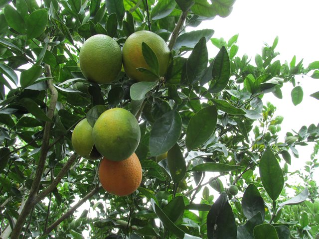 Hoy ingresó al mercado de Los Estados Unidos el cargamento de 22 toneladas de cítricos dulces colombianos