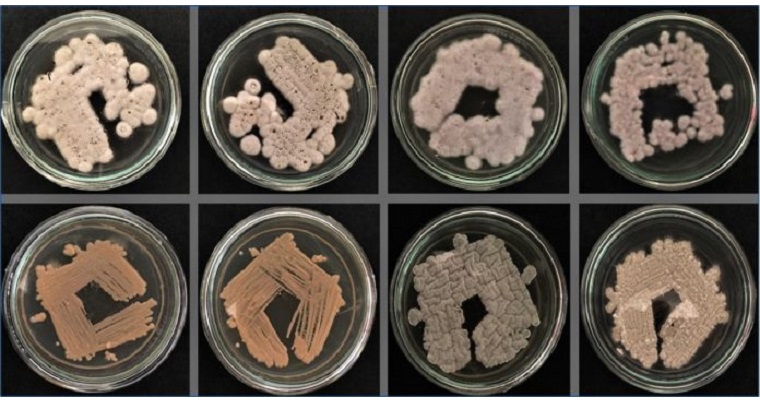 Investigadores resaltan importancia de microorganismos en cultivos agrícolas