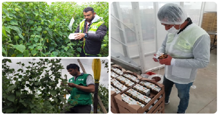 El ICA y Analdex apalancan la exportación de uchuva boyacense a Los Estados Unidos