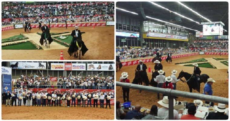 Con buena salud y buen trote, llegaron 450 équidos a la feria Expointernacional en Medellín