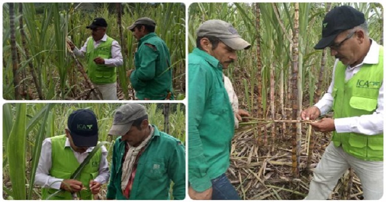 En Miraflores, Boyacá, el ICA trabaja con 200 familias productoras de caña panelera