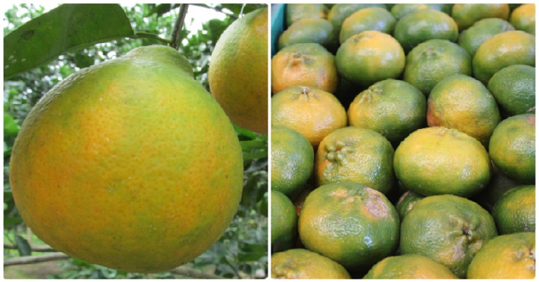 El ICA participa de la Mesa Técnica de cítricos en el Tolima