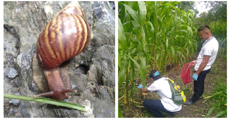 Estudiantes, productores y habitantes de San Pablo de Borbur, Boyacá, se unen contra el caracol africano