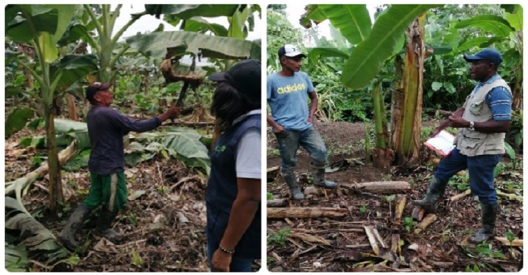 Con brigadas fitosanitarias, el ICA vigila producción de plátano y banano en el Chocó