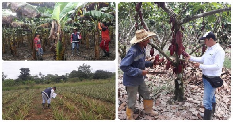 Productores de las veredas Caños Negros, Caño Raya y San Vicente Bajo, de Puerto Rico, Meta, ofrecen calidad e inocuidad