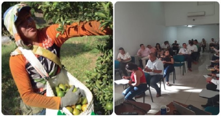Mesa de trabajo para reforzar acciones de manejo y control del HLB de los cítricos en Norte Santander