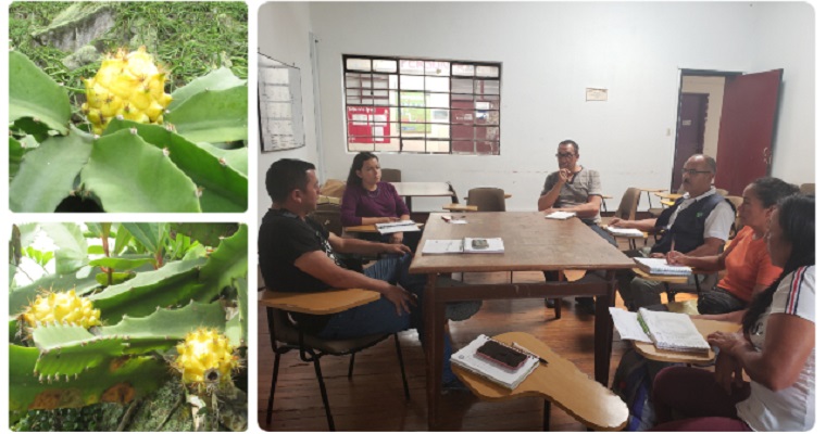 Cultivadores de pitahaya en Miraflores, Boyacá, trabajan para exportar calidad y sabor