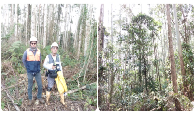Risaralda cumple con el Programa Fitosanitario Forestal del ICA
