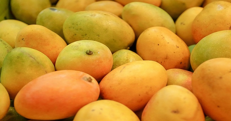Colombia exporta por primera vez mango de azúcar a los Estados Unidos