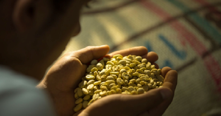 Inicia acopio de café para 7° concurso nacional de calidad Colombia, Tierra de Diversidad