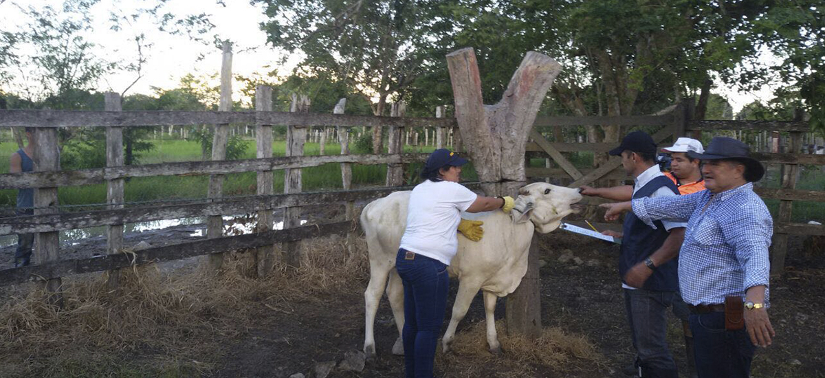 Con total normalidad inició vacunación contra fiebre aftosa en todo del país - 10 de Junio de 2016