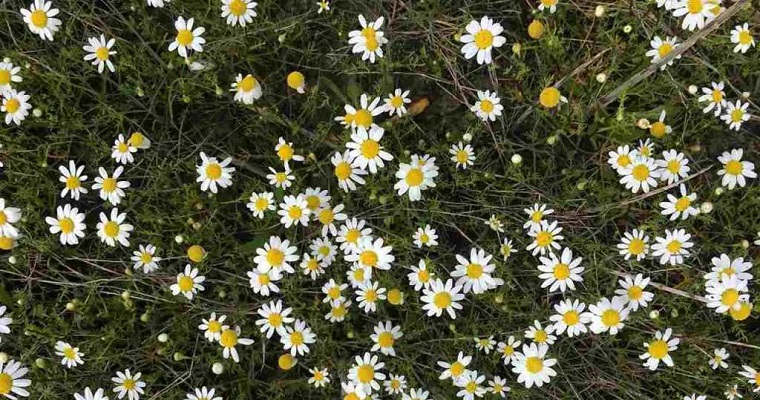 CULTIVAR DOS ESPECIES MUY DIFERENTES A LA VEZ PUEDE MAXIMIZAR LA PRODUCCIÓN AGRARIA