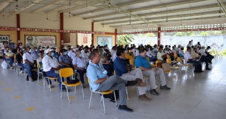 Cultivos transitorios, alternativa para palmicultores del Magdalena afectados por la Pudrición del cogollo