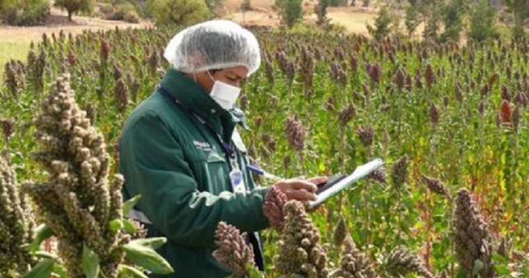 Tras acuerdo mundial, la quinua peruana será la nueva estrella en el mercado colombiano