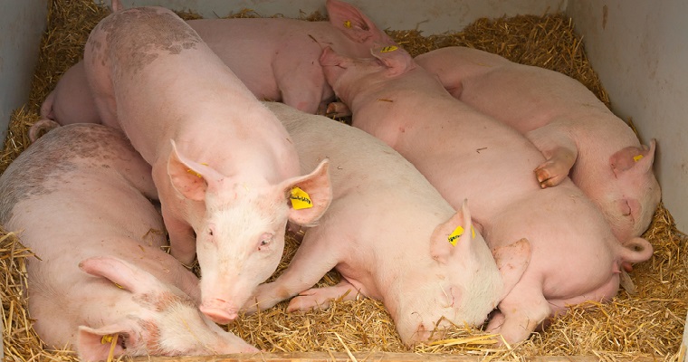 Presencia de peste porcina africana en las américas pone en riesgo seguridad alimentaria y exige un esfuerzo regional para contenerla y erradicarla, advirtieron expertos