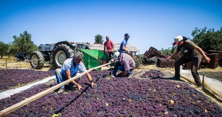 IICA organizará diálogos virtuales para fortalecer la posición de la agricultura de las américas ante la cumbre sobre sistemas alimentarios