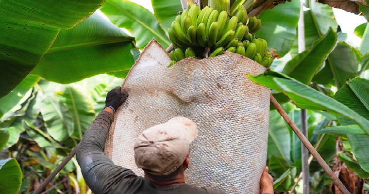 La alianza contra la “pandemia del banano” consolida su trabajo y fija nuevas prioridades con el foco en productores y consumidores