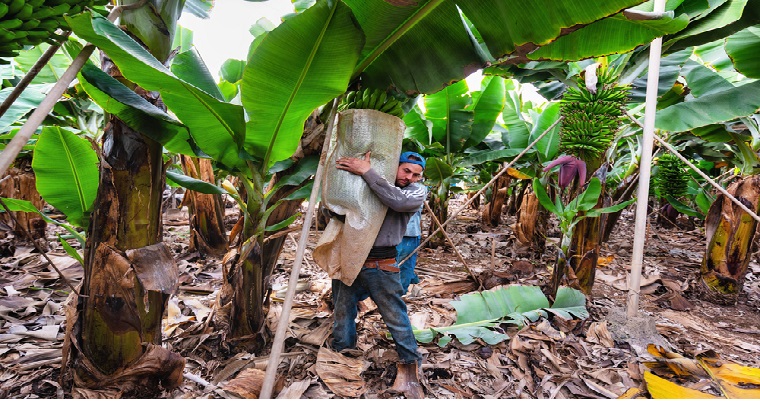 IICA Y BAYER REÚNEN A ESPECIALISTAS Y PRODUCTORES DE BANANO PARA FORTALECER MEDIDAS DE PREVENCIÓN ANTE PLAGA EN LOS CULTIVOS