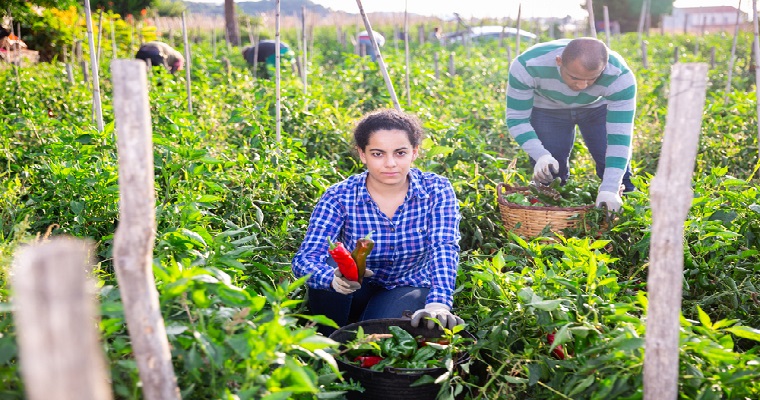 Agricultura orgánica: un sistema productivo innovador que promueve la inclusión de género y juventud en américa latina y el caribe