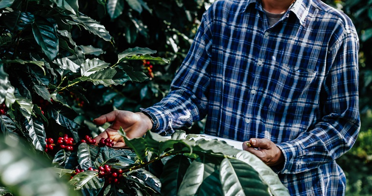 Universidad tecnológica de Pereira, cátedras UNESCO y el IICA impartirán diplomado internacional en bioeconomía aplicada a la cadena de valor del café