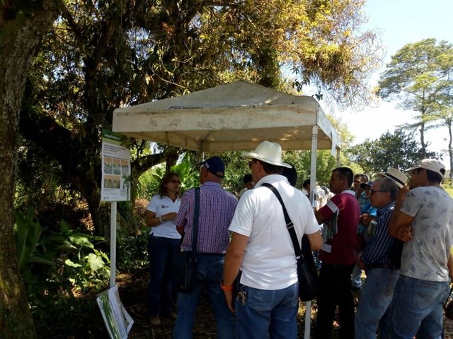 En Caldas, pequeños y medianos agroempresarios de plátano y banano trabajan por la excelencia de sus cultivos