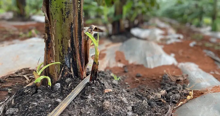 Los sistemas de drenaje serán la protección del agro para enfrentar el Fenómeno de la Niña