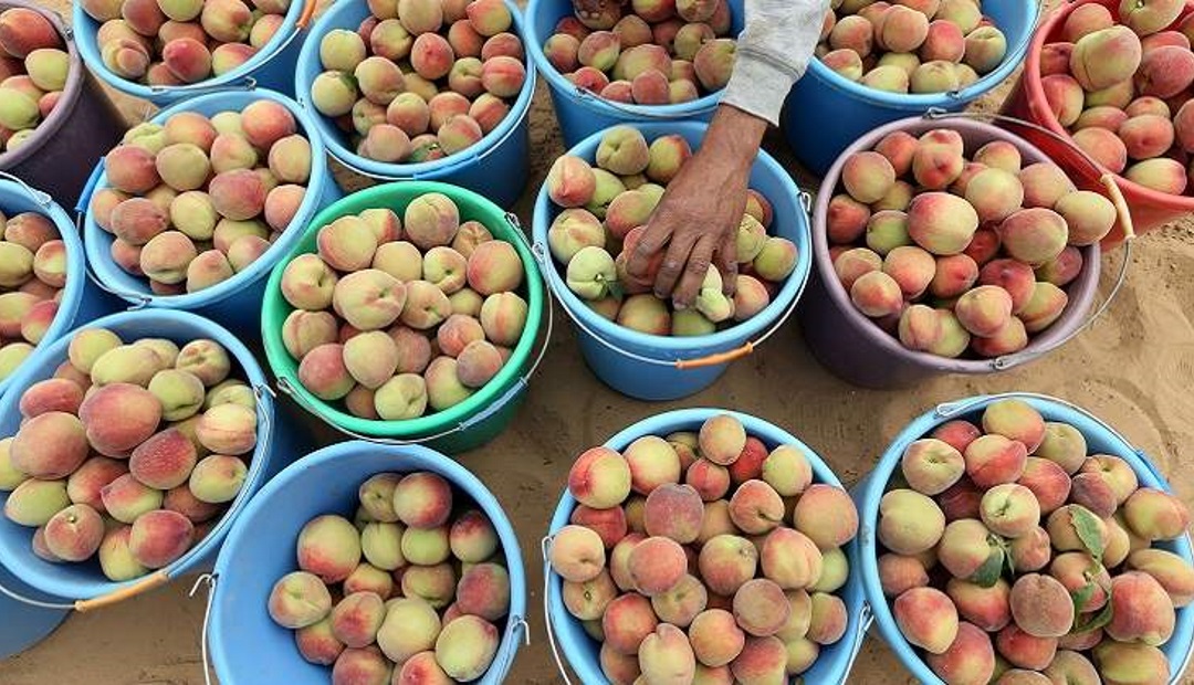 Conozca cómo funciona el negocio del durazno en el mercado colombiano