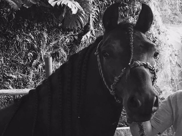 Funcionarios del ICA continúan trabajando para detectar y controlar brote de influenza equina