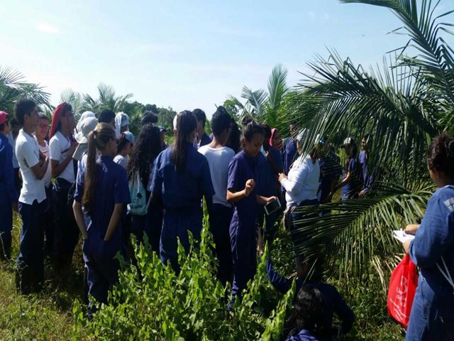 El ICA certificó a 40 estudiantes técnicos agropecuarios en normatividad sanitaria para los cultivos de palma de aceite y café - 06 de diciembre de 2017