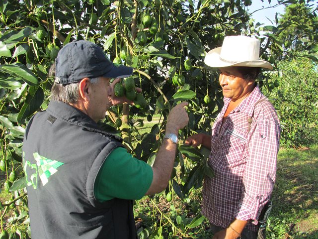 Cinco predios productores de aguacate de Casanare en proceso de certificación de BPA - 14 de septiembre de 2017
