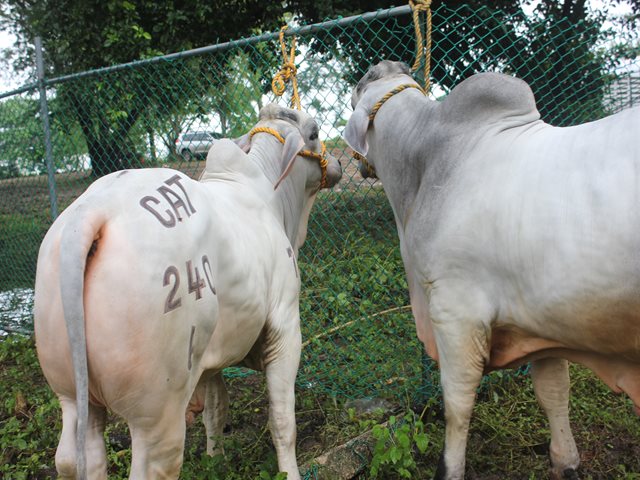 Con un contenedor de 24 toneladas, se envió primer cargamento de carne deshuesada colombiana hacia Emiratos Árabes - 22 de diciembre de 2017