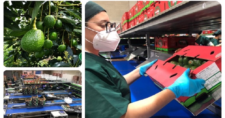 18 mil kilogramos de aguacate Hass colombianos serán degustados por los paladares coreanos