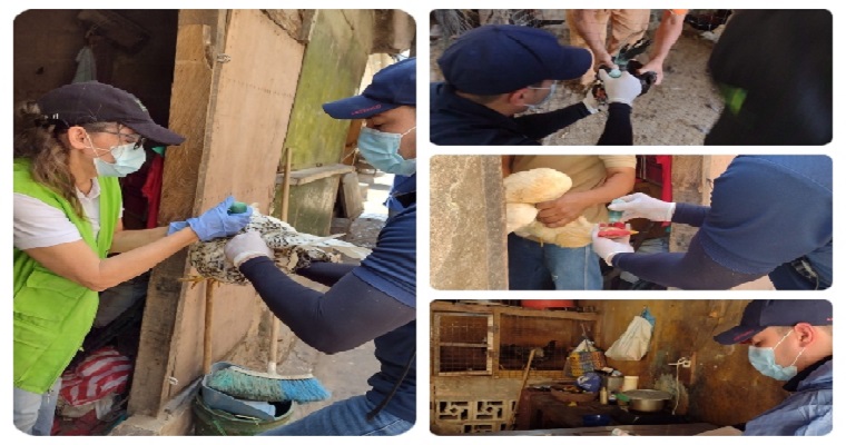 Durante el 2021, se vacunaron más de 544.600 aves de traspatio contra la enfermedad de Newcastle