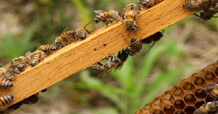 Atención apicultores, el ICA estableció los requisitos para la certificación en Buenas Prácticas Apícolas