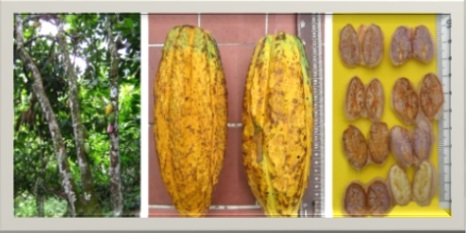 Fedecacao presenta nuevo clon altamente productivo y de calidad - 14 de septiembre de 2017