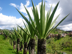 El fique quiere ser de talla mundial - 24 de Noviembre de 2015