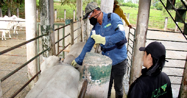 En cinco días inicia el ciclo de vacunación contra fiebre aftosa en Colombia