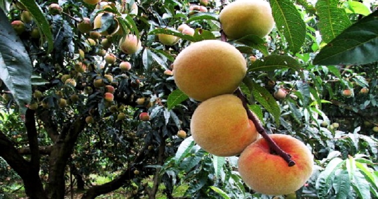 La prevención: herramienta eficaz contra la mosca del Mediterráneo