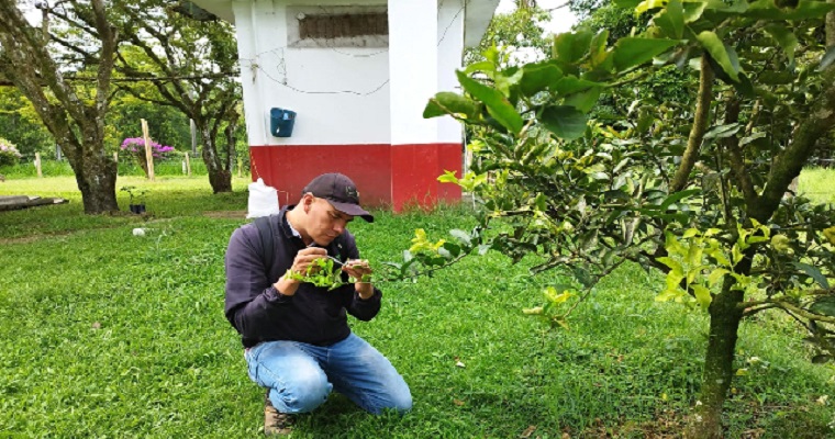 Compromiso del ICA: mantener ausencia de HLB en cultivos de cítricos en el Quindío