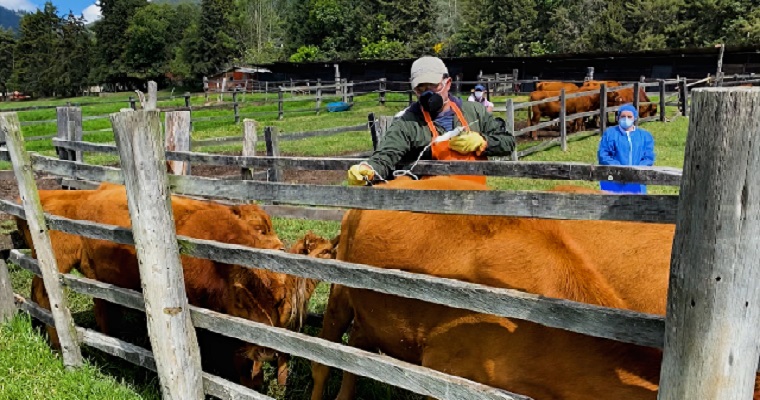 Ciclo Adicional contra fiebre aftosa en zonas de frontera con Venezuela logró el 99,2 % de exitosa cobertura