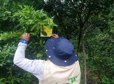En Antioquia, el ICA sigue reforzando el control para evitar el ingreso del HLB de los cítricos