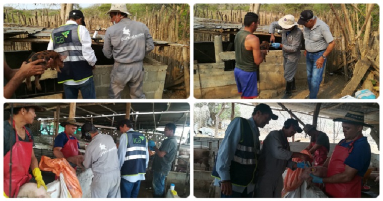 Las jornadas de vacunación de cerdos en el Atlántico, fortalecen la economía de traspatio y pequeños productores