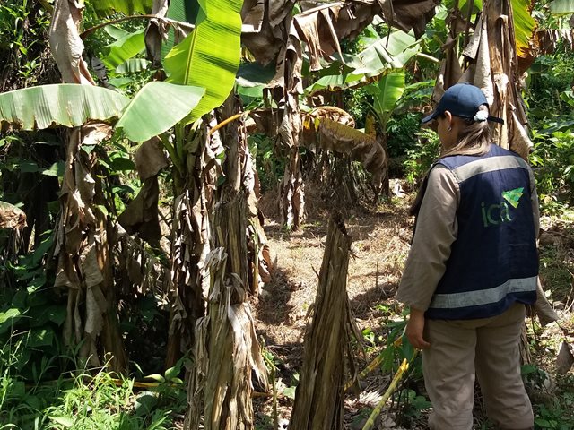 El ICA mantiene vigilancia del Moko del plátano en el Guainía - 19 de octubre de 2017